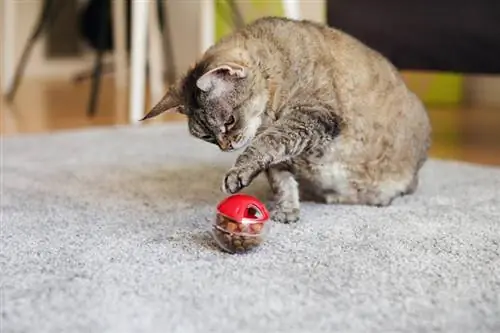 kucing bermain dengan mainan yang membagikan makanan