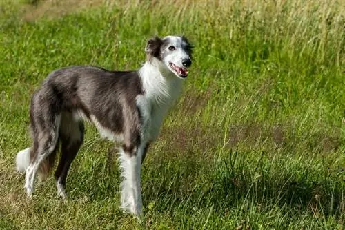 cão de caça sedoso na grama