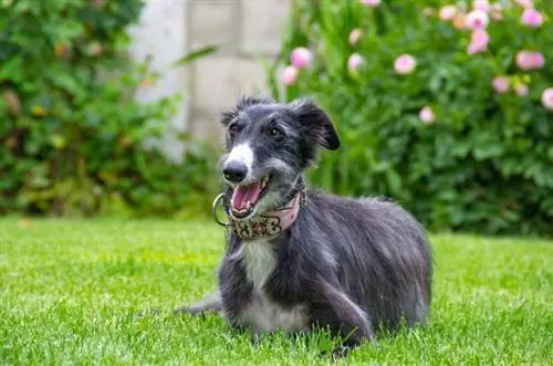 Silken Windhound wat in gras lê