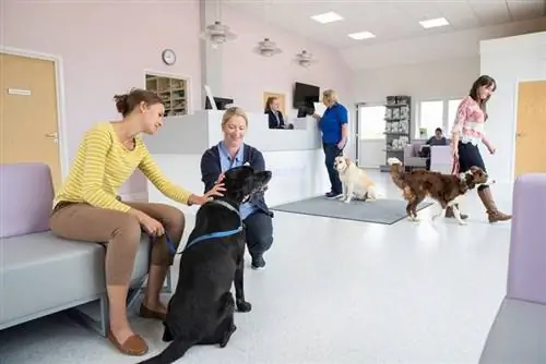 Dueño de un perro mascota con enfermera en la recepción de la sala de espera de cirugía veterinaria