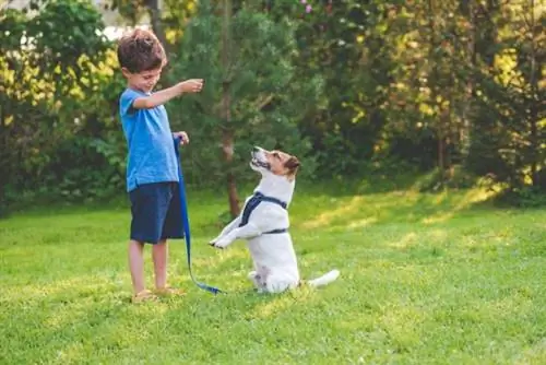 trik za učenje psa