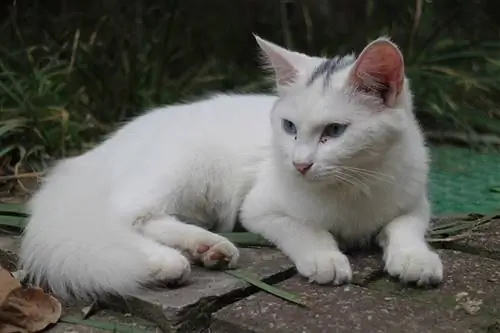 gözleri akıntılı beyaz kedi