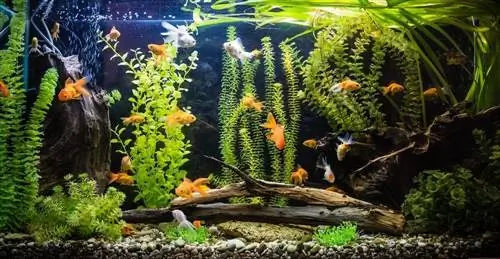 Goldfish Tank Størrelsesguide: Betyr størrelsen noe?