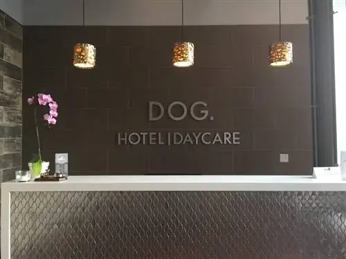 hotel e creche para cães