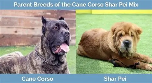 cane corso shar pei starši