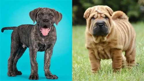 Cane Corso Shar-Pei Mix: Informații, Poze, Trăsături & Fapte