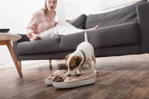 Waarom steelt mijn hond mijn schoenen? 6 redenen en hoe het te stoppen