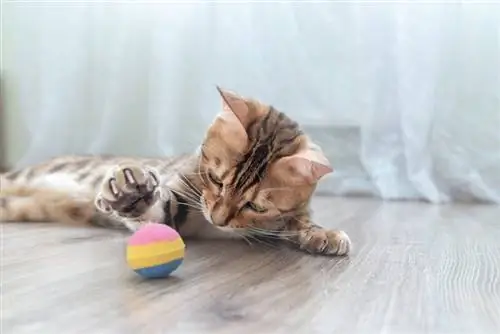 anak kucing bengal sedang bermain dengan bola di dalam ruangan