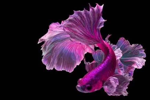 Pink Betta Fish: Խնամքի ուղեցույց, նկարներ, տարատեսակներ, կյանքի տևողությունը & Ավելին