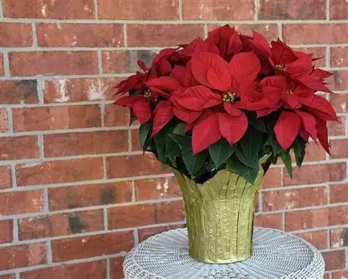 একটি দানি উপর poinsettia