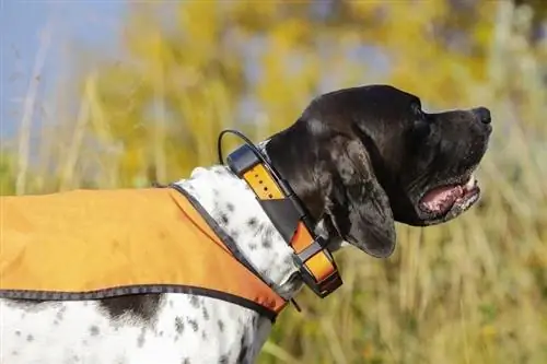 Comment l'intelligence artificielle peut-elle aider les chiens, les chats et les autres animaux de compagnie ?