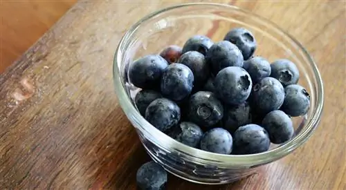 Cov miv tuaj yeem noj blueberries