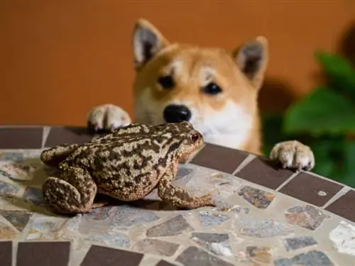 Cachorro olhando para um sapo em uma mesa