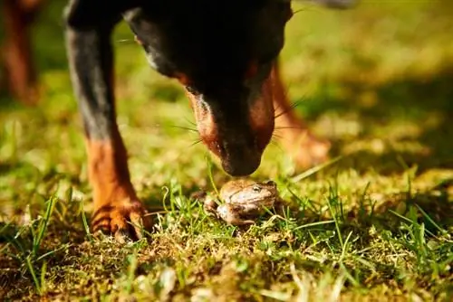 Anjing domestik kecil bermain