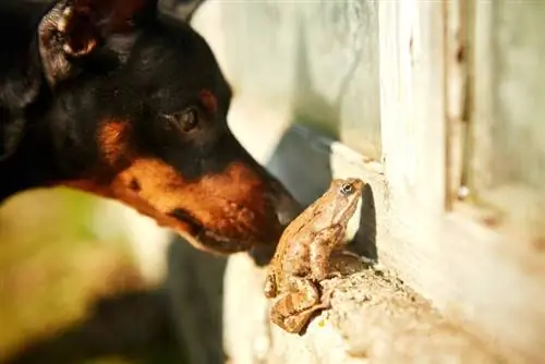 Cão curioso com um sapo