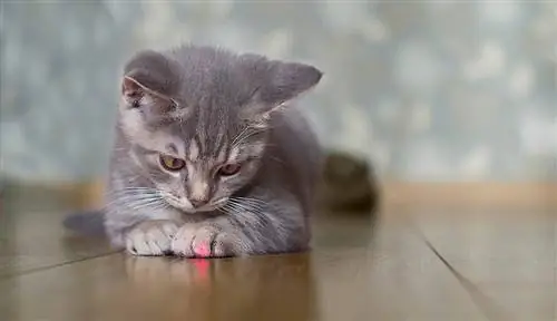 chat gris jouant avec un laser