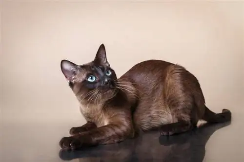 Tonkinese-Katze