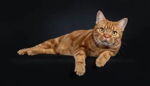 American Shorthair rouge