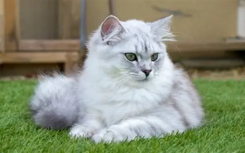 gato británico de pelo corto ragdoll