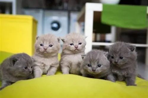 chatons chartreux