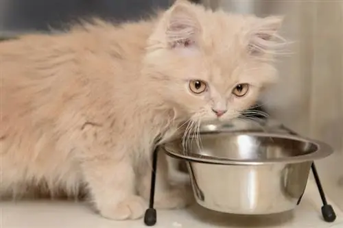 chaton mangeant dans un bol de nourriture surélevé