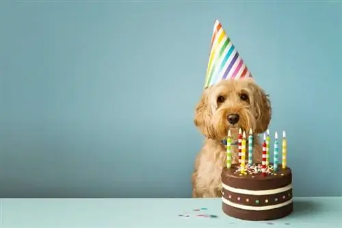 Hvor mange mennesker fejrer deres kæledyrs fødselsdag? Det overraskende svar