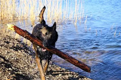 Belgischer Malinois hält einen großen Zweig im Mund