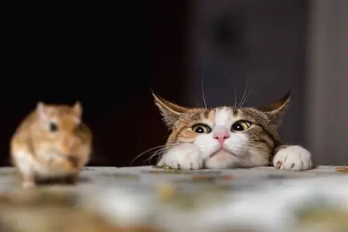 gemmerkat speel met klein gerbilmuis op die tafel