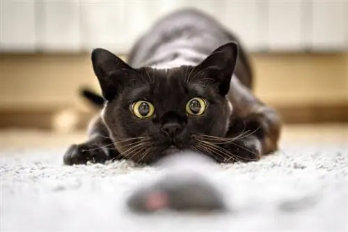 Cara de gato birmano antes de cazar al ratón de juguete