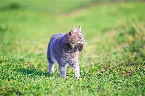 kvick randig katt går på grönt gräs på en gård på ett fält med en grå mus fast i tänderna