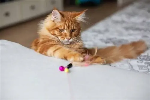 maine coon kitten spelen met veren speelgoed