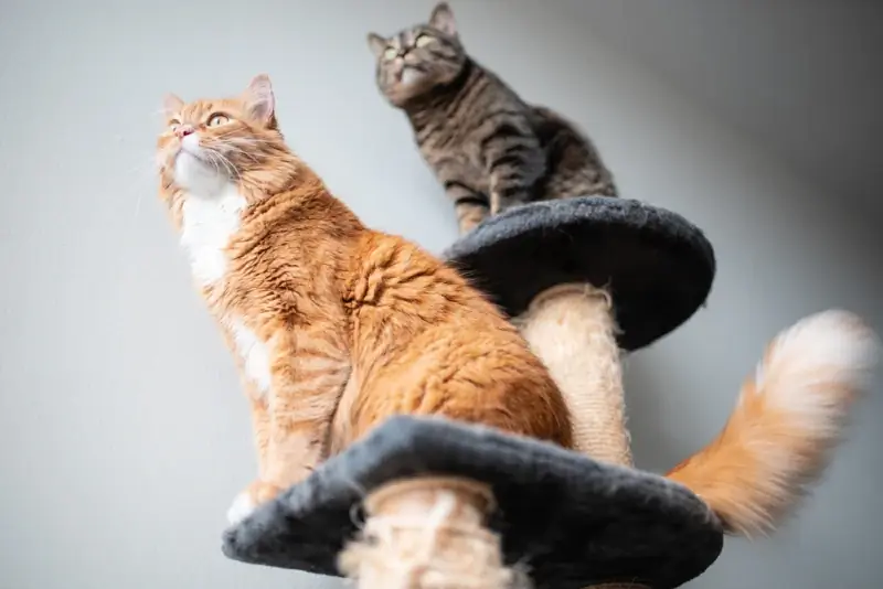 zwei Katzen auf einer Kratzbaumwohnung