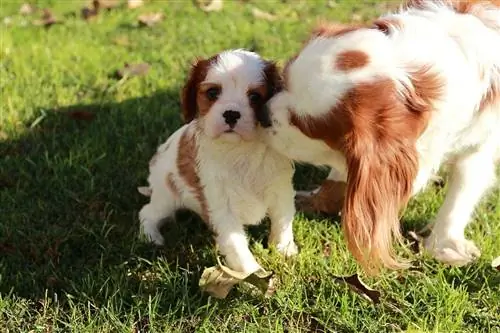 mommy at puppy cavalier