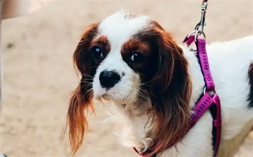 Anjing Cavalier King Charles Spaniel dengan tali