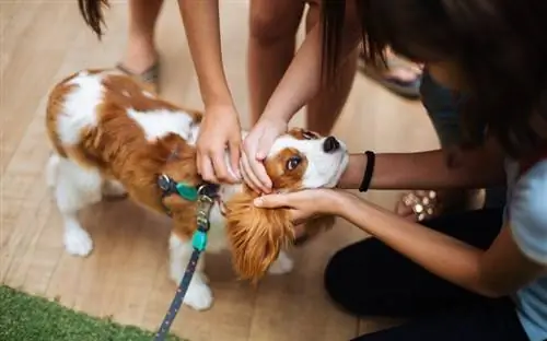 ang mga taong naglalambing sa isang asong Cavalier King na si Charles Spaniel