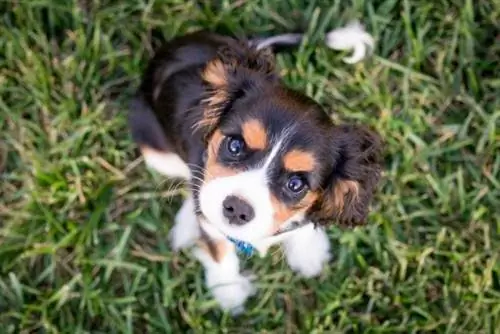 Paano Sanayin si Potty sa isang Cavalier King Charles Spaniel: 10 Nakatutulong na Tip