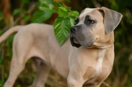 Cucciolo di Cane Corso Formentino