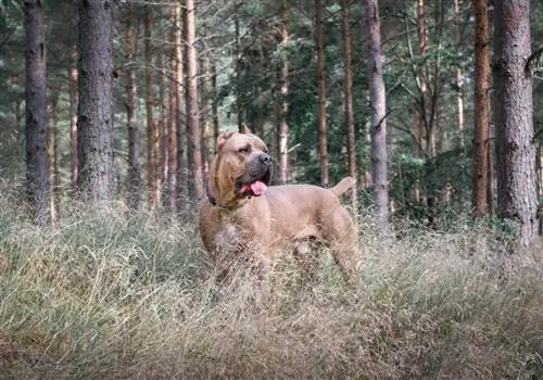 Cane Corso formentino szín