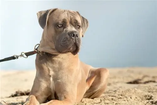 Formentino Cane Corso: حقائق ، أصل & التاريخ (بالصور)