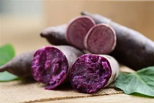 A mund të hanë qentë Ube (Purple Yam)? Fakte të miratuara nga Veterina