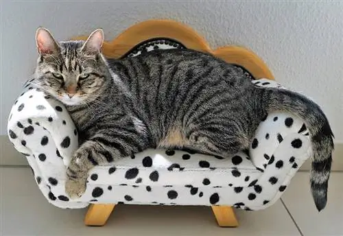 ib tug grey tabby miv pw ntawm ib tug miv couch