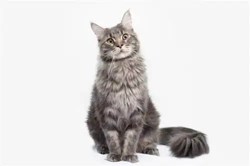 ticked tabby maine coon_Remark_Anna, Shutterstock