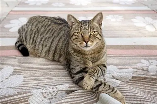 5 Tabby Cat Breeds – Patterns & Markings (nrog duab)