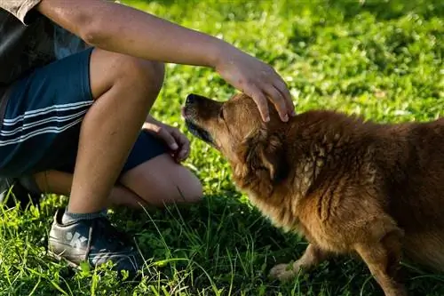 persona tendiendo la mano al perro