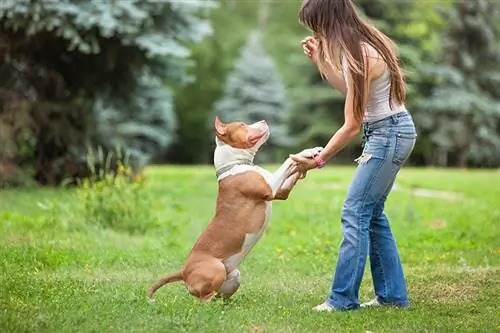 Mulher treinando um pitbull no parque