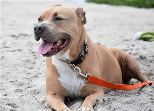 pitbull i snor liggende på sand