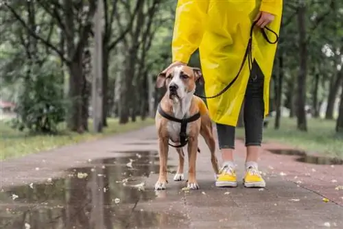 pas staffordshire terijer u šetnji s vlasnikom