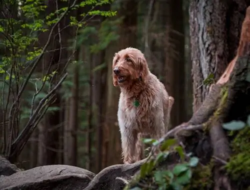 chien labradoodle dans la forêt