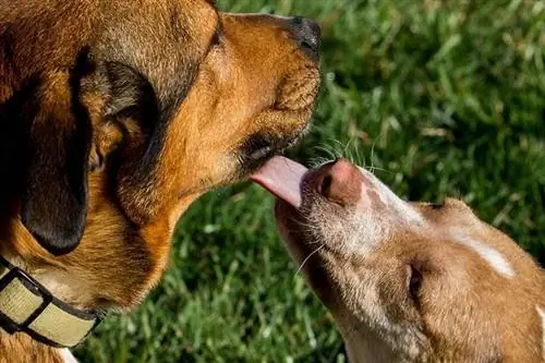 puppy licking mbwa mwandamizi