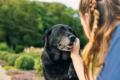 Vecāka suņa adoptēšana: 10 svarīgas lietas, kas jāzina